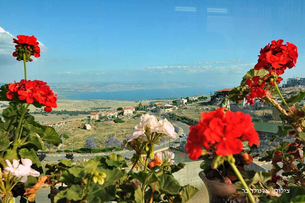 תמונות חצר ונוף